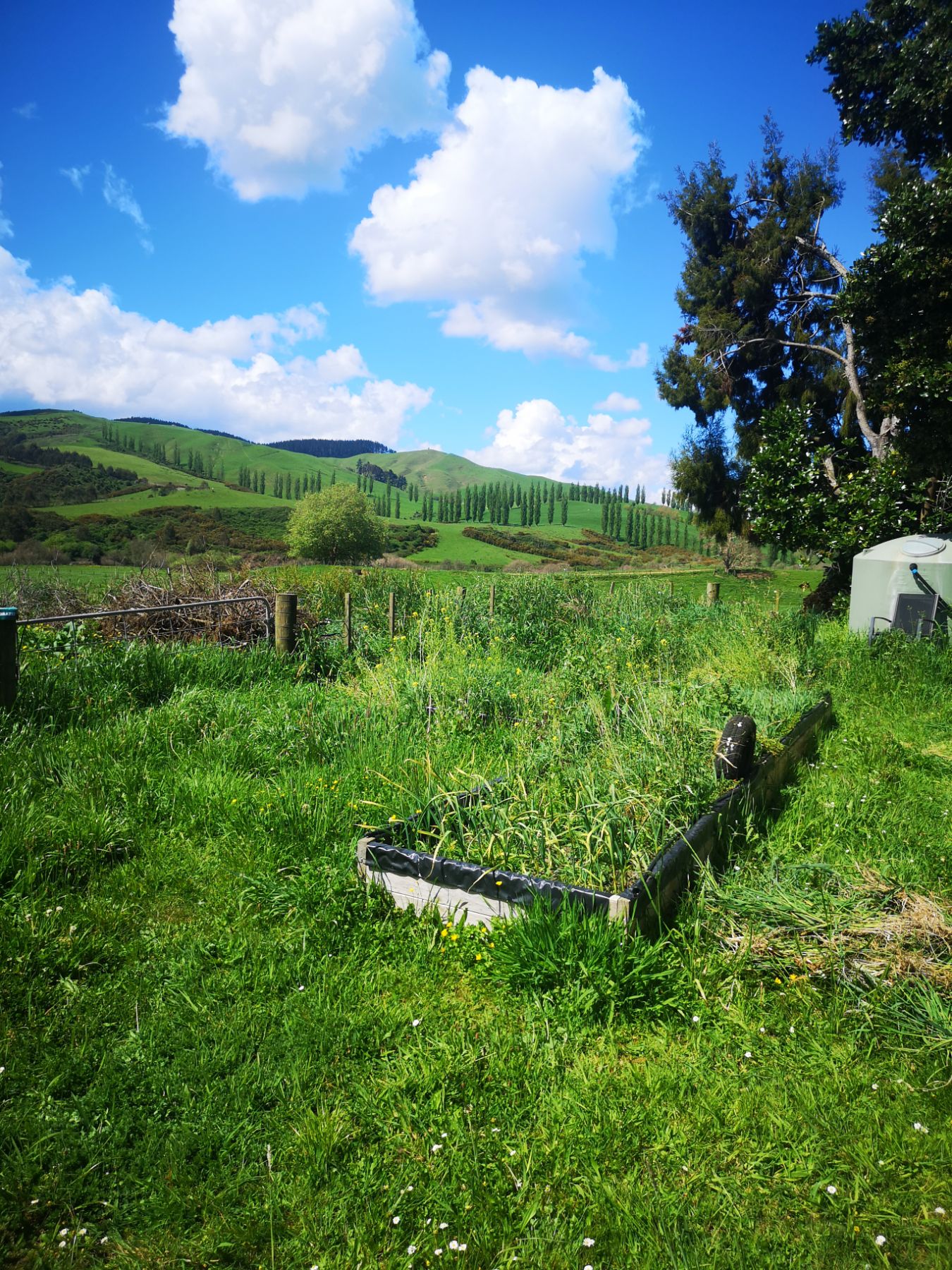 Overgrown Lawn - Before