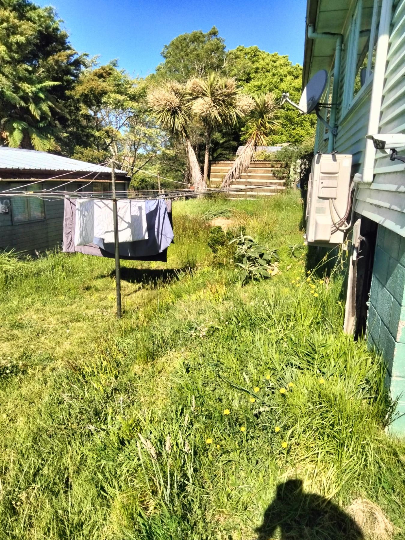 Overgrown Section - Before