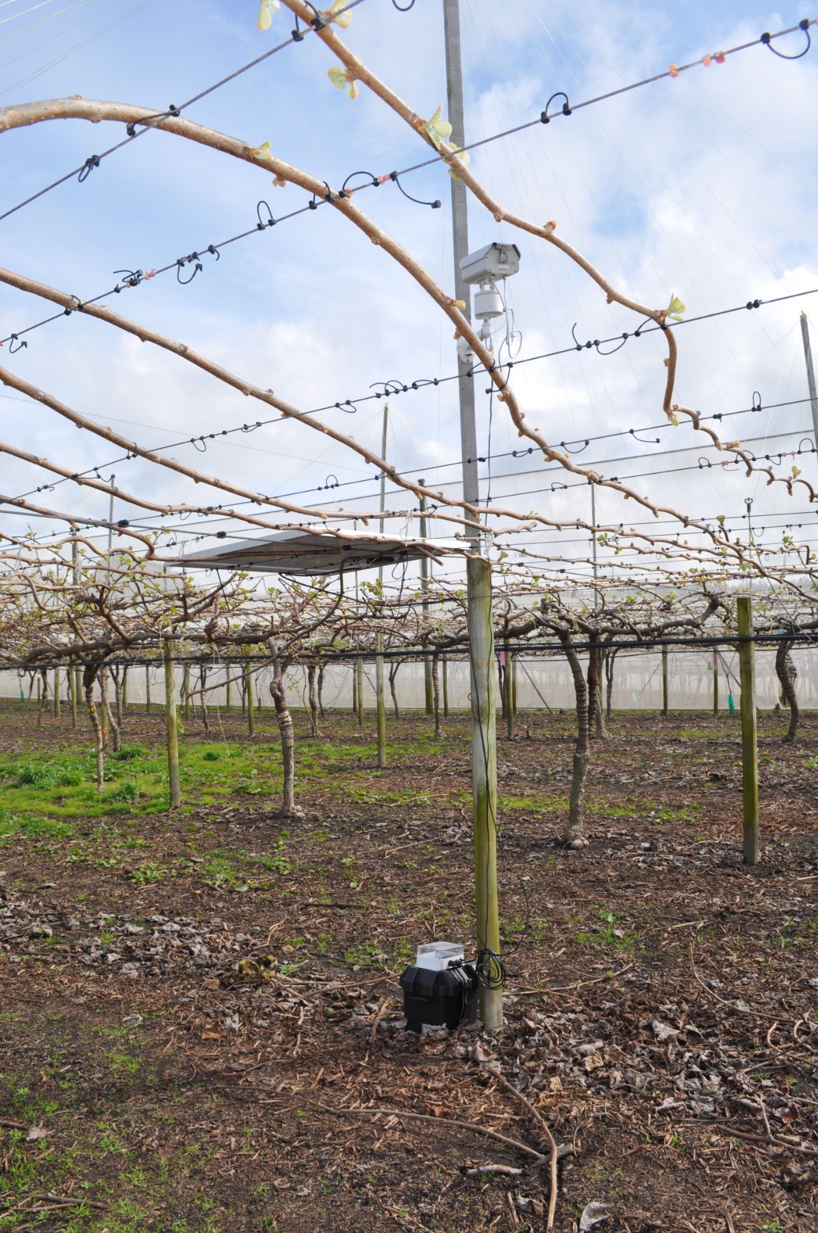 Solar powered outdoor bird prevention in Orchard in Te Puke