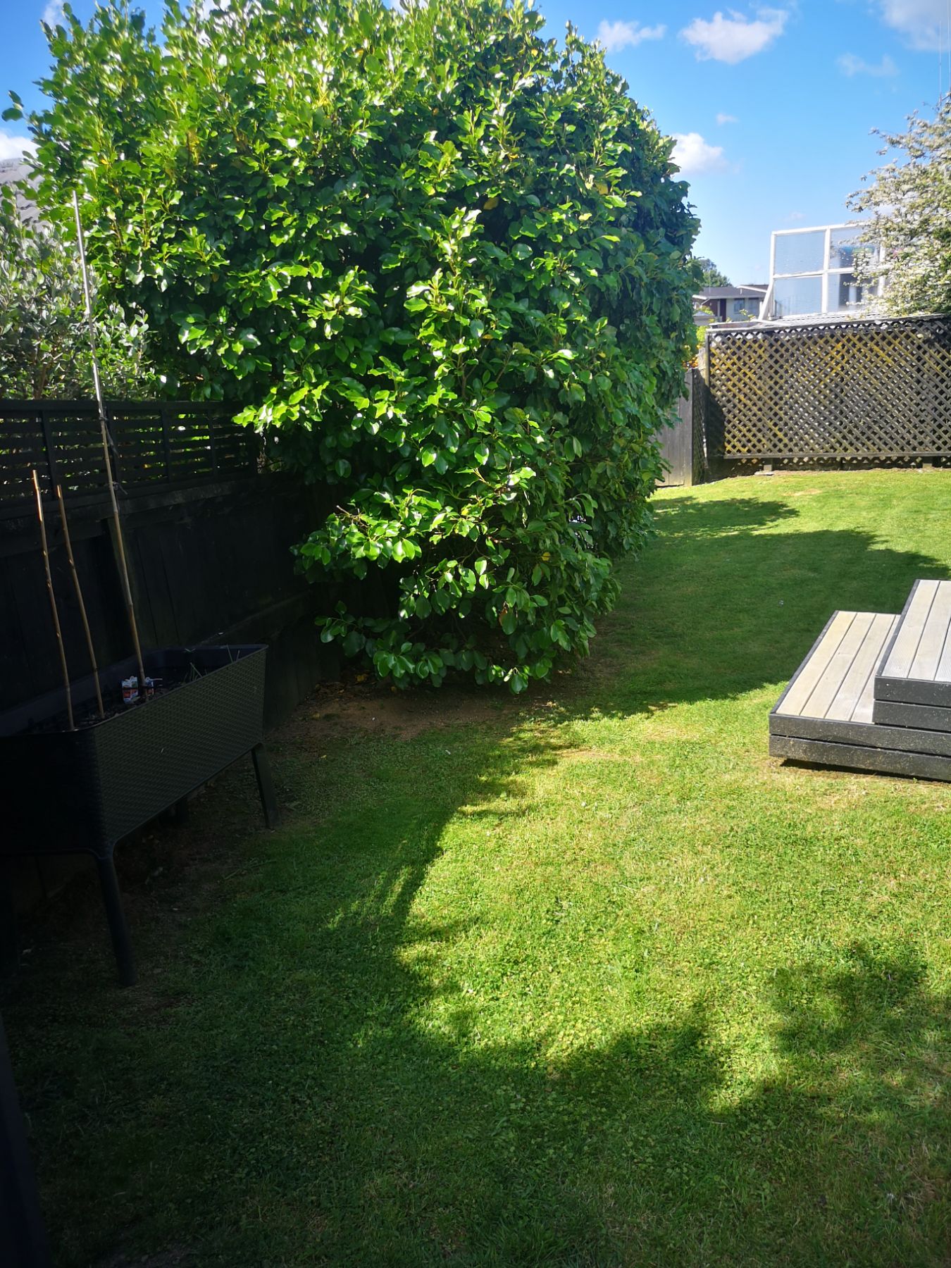 Tree Pruning - After