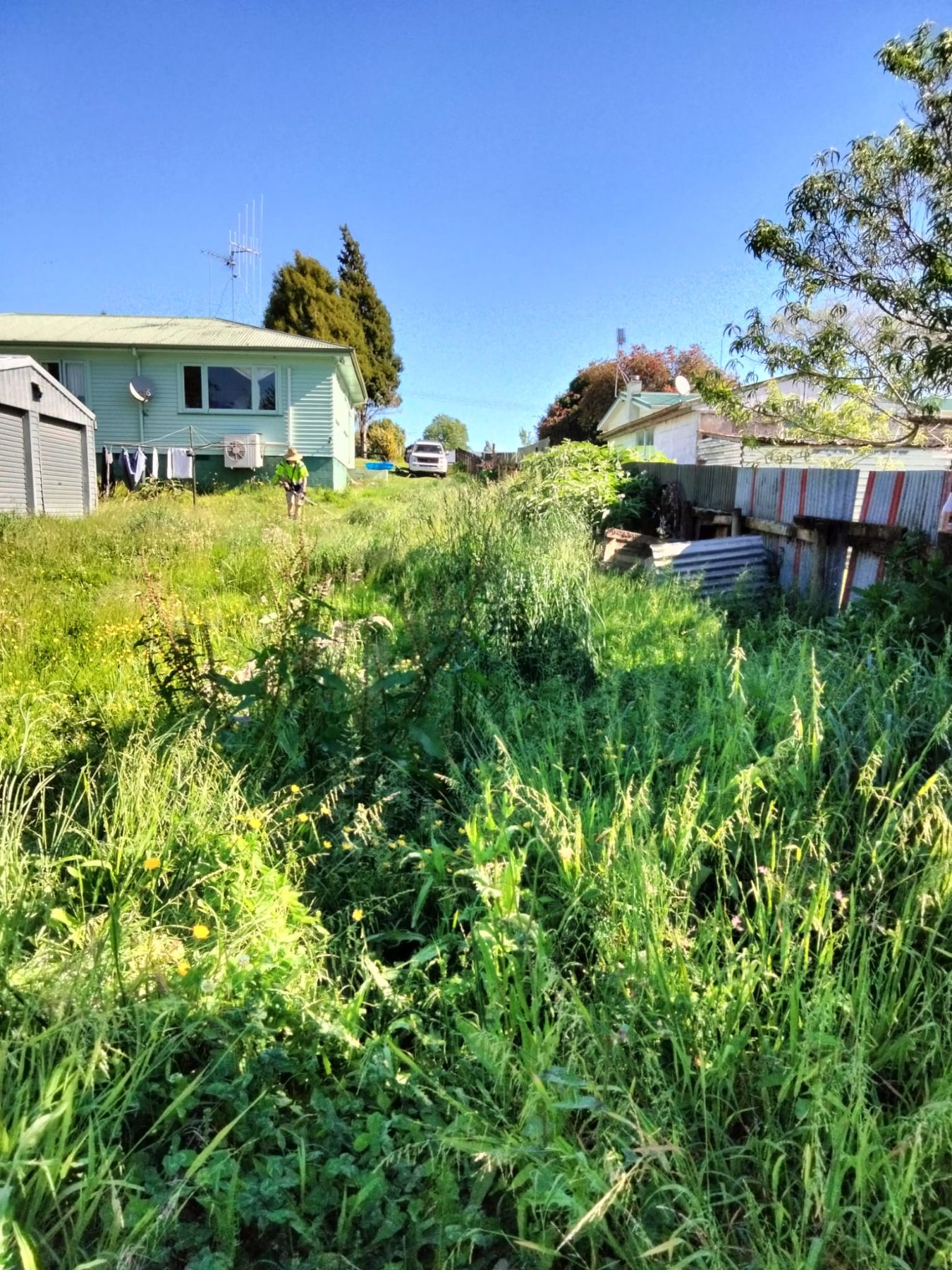 Overgrown Section - Before